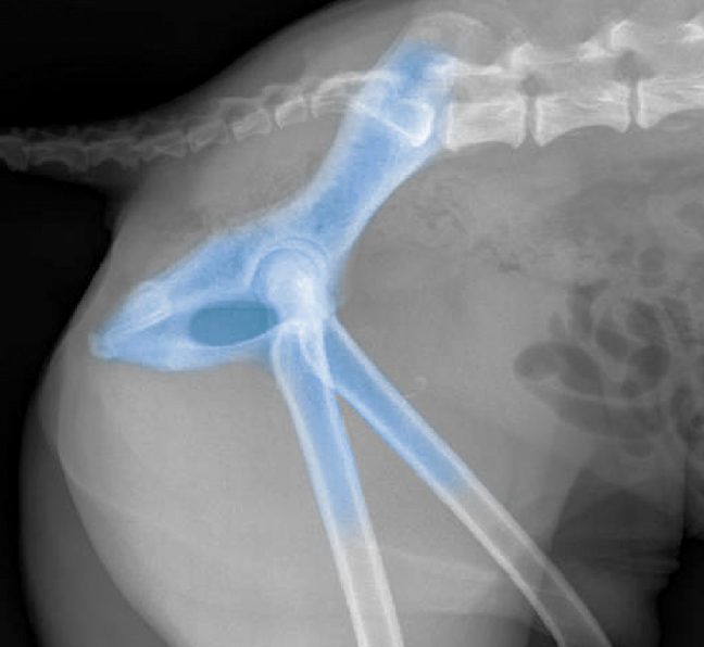 xray
